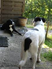 Hundesitting Joya und Jasper sozialisieren sich gemeinsam