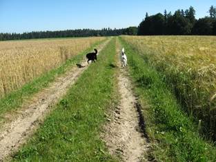 Hundesitting viel Freilauf auf Huttwilerberg